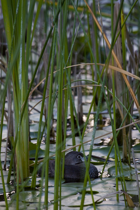 Pied-Billed Grebe In Reeds